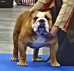 Mister lucien dit major Of Pretty Master Bulldog