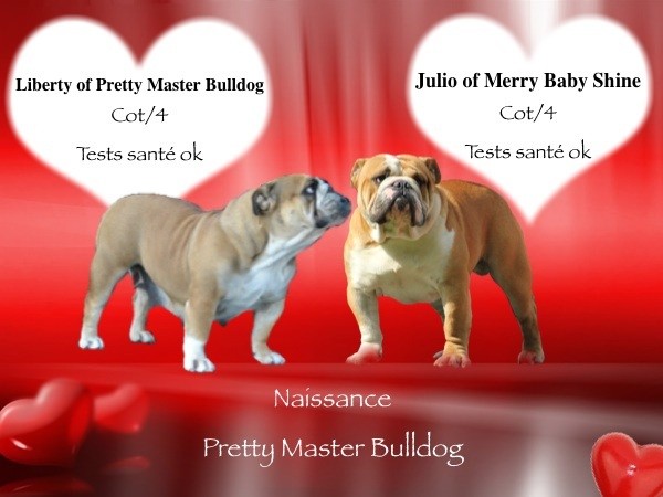Of Pretty Master Bulldog - NAISSANCE AOUT 2018