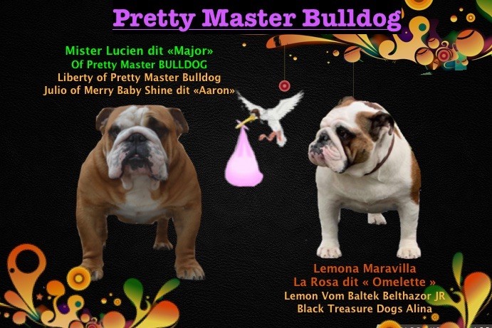Of Pretty Master Bulldog - Mariage 28 Octobre 2019
