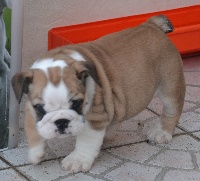 I Love of pretty master bulldog