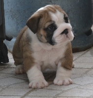 I Pod of pretty master bulldog