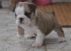 I Love of pretty master bulldog