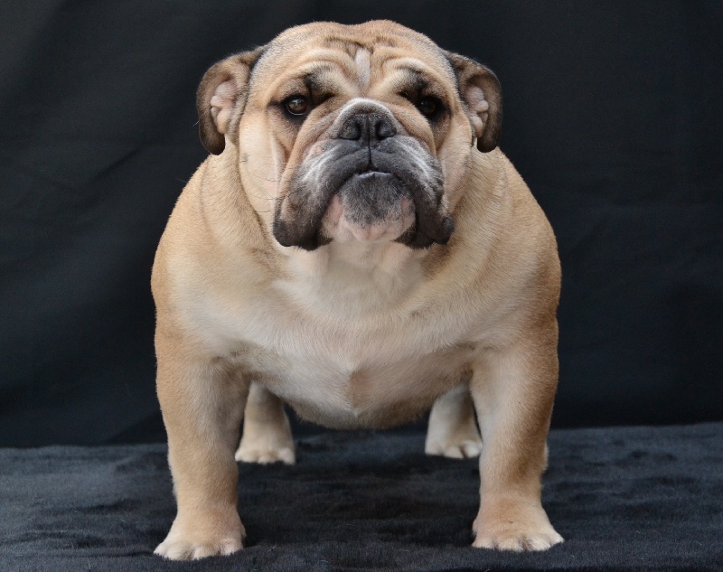 Gift of love of mack sweet british bull