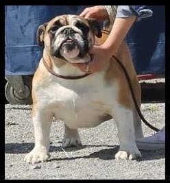 I tunes Of Pretty Master Bulldog