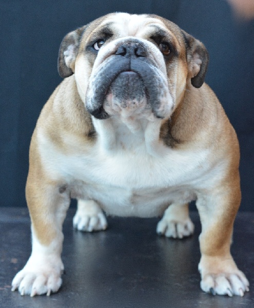 Liberty Of Pretty Master Bulldog