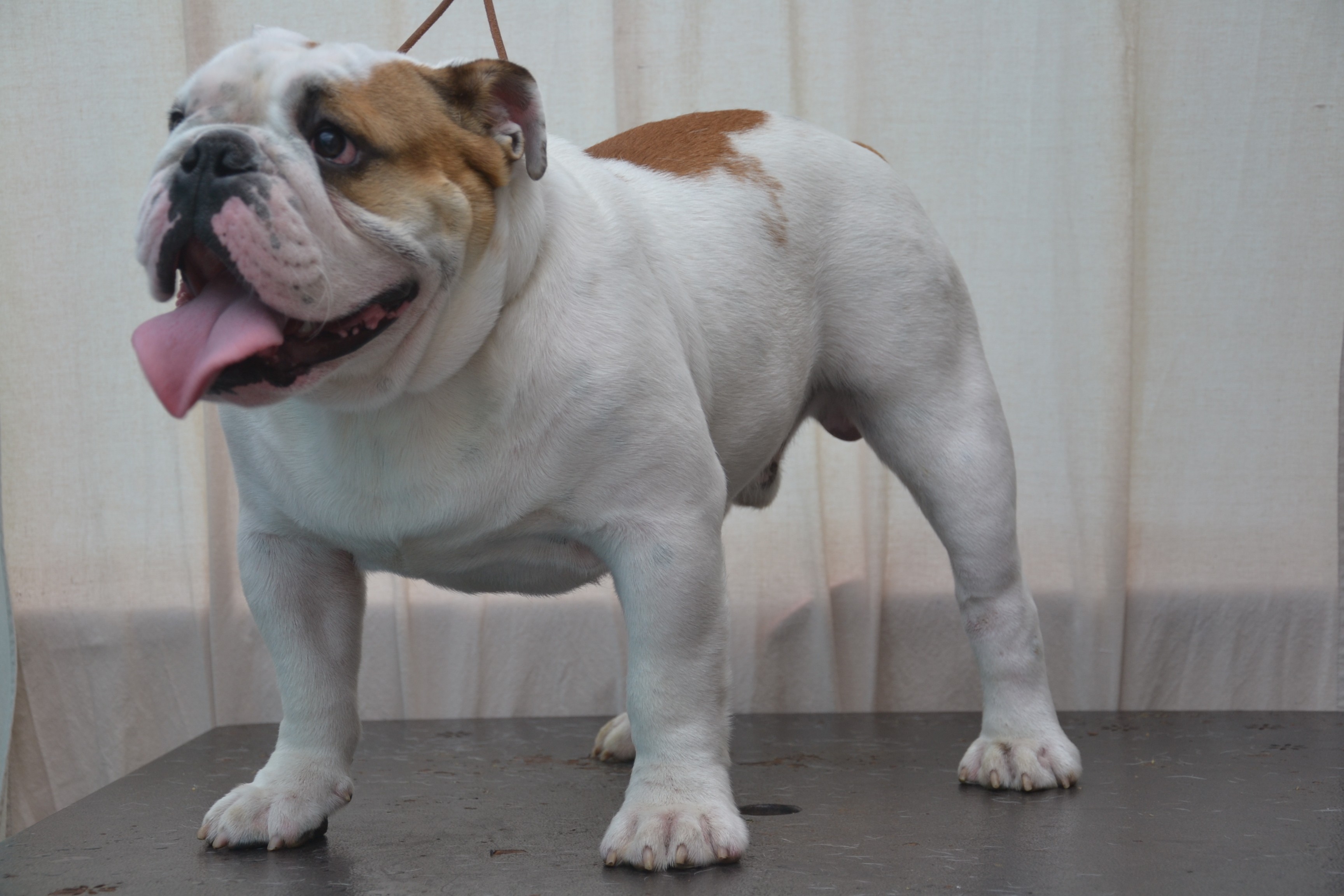 Mighty forest Of Pretty Master Bulldog