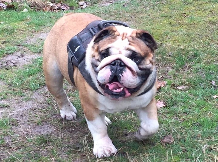 I pod Of Pretty Master Bulldog