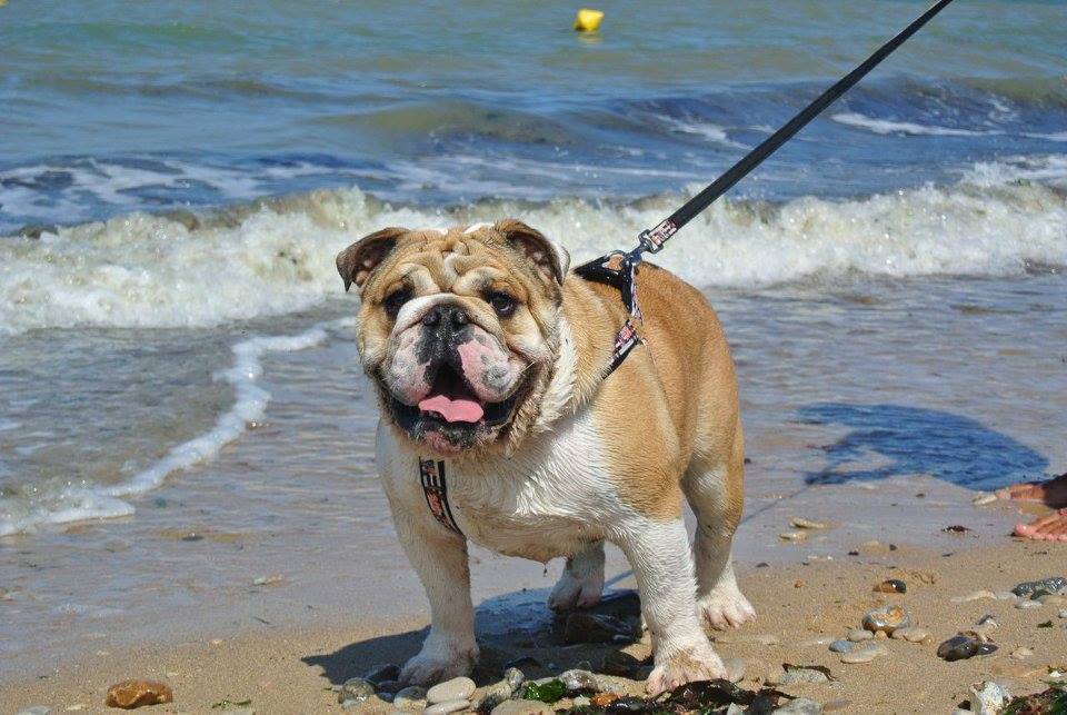 I touch Of Pretty Master Bulldog