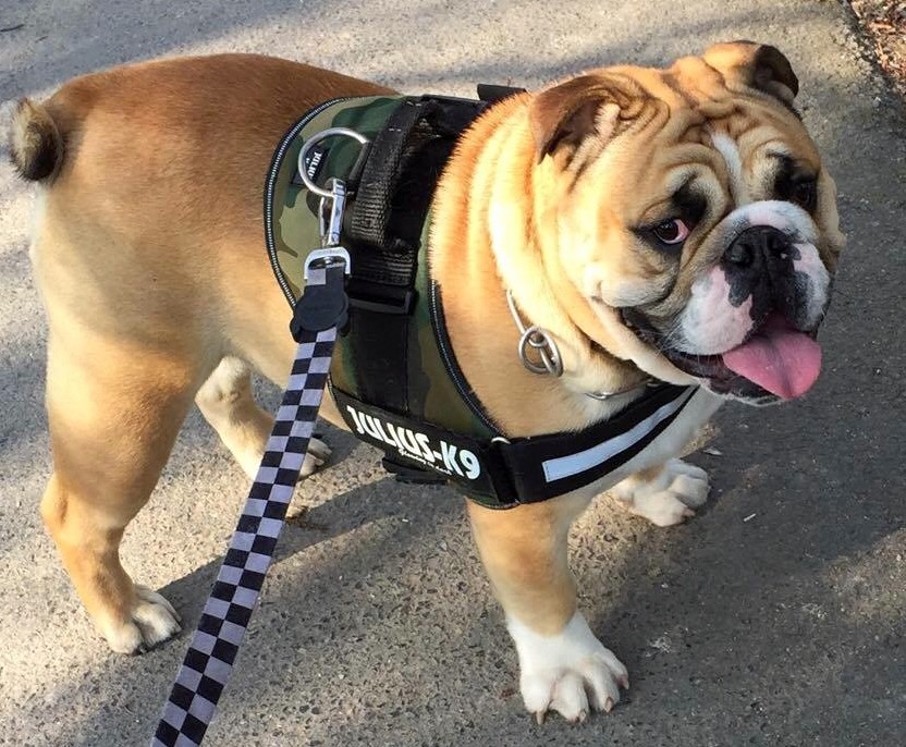 Little rocky Of Pretty Master Bulldog