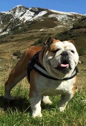 Leadership Of Pretty Master Bulldog