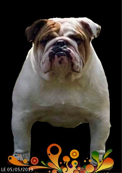 Obélix Of Pretty Master Bulldog