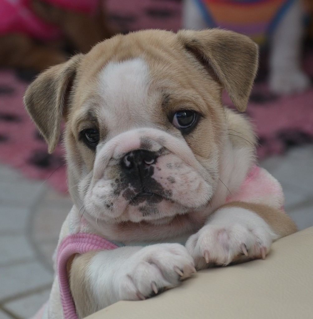 Of Pretty Master Bulldog - Bulldog Anglais - Portée née le 10/08/2018