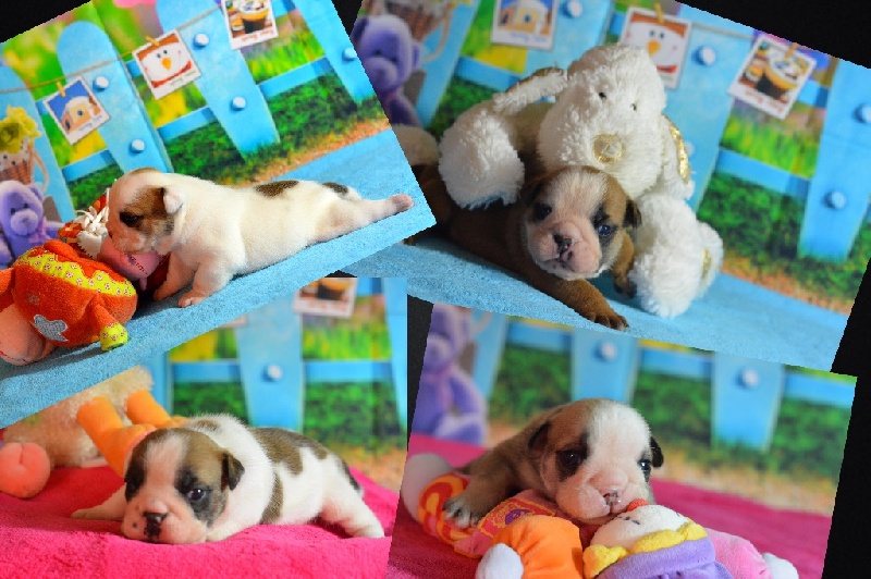Of Pretty Master Bulldog - Bulldog Anglais - Portée née le 01/12/2016