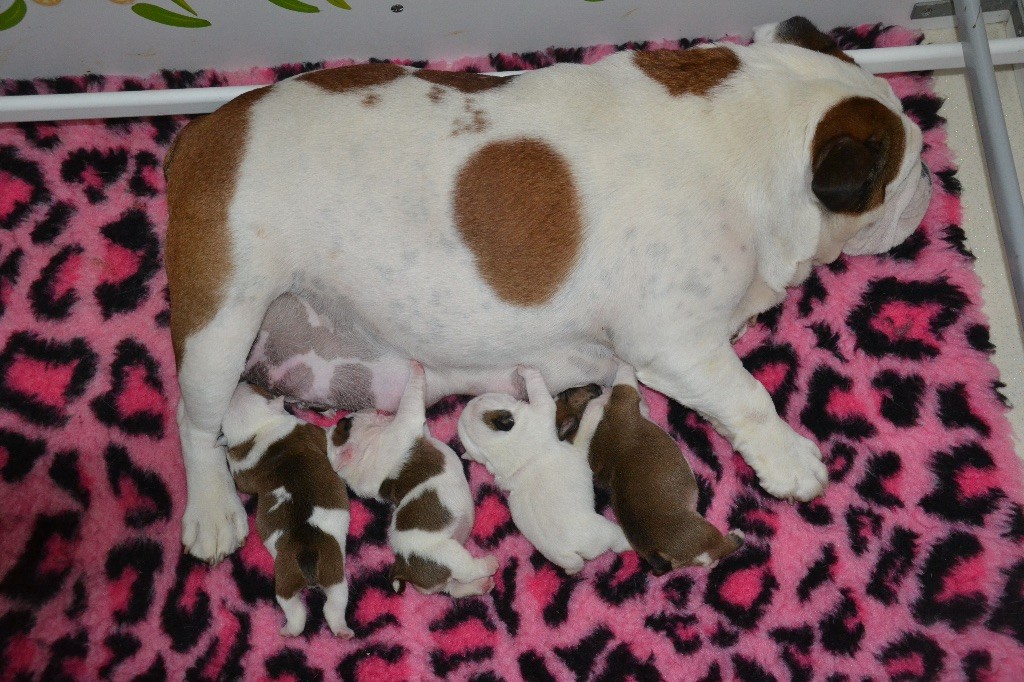 Chiot Bulldog Anglais Of Pretty Master Bulldog