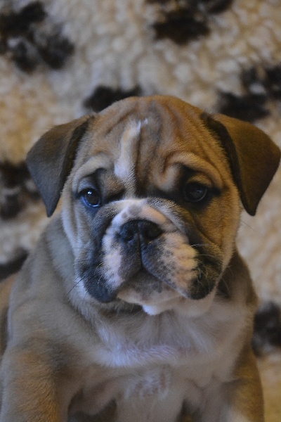 Of Pretty Master Bulldog - Bulldog Anglais - Portée née le 22/11/2013