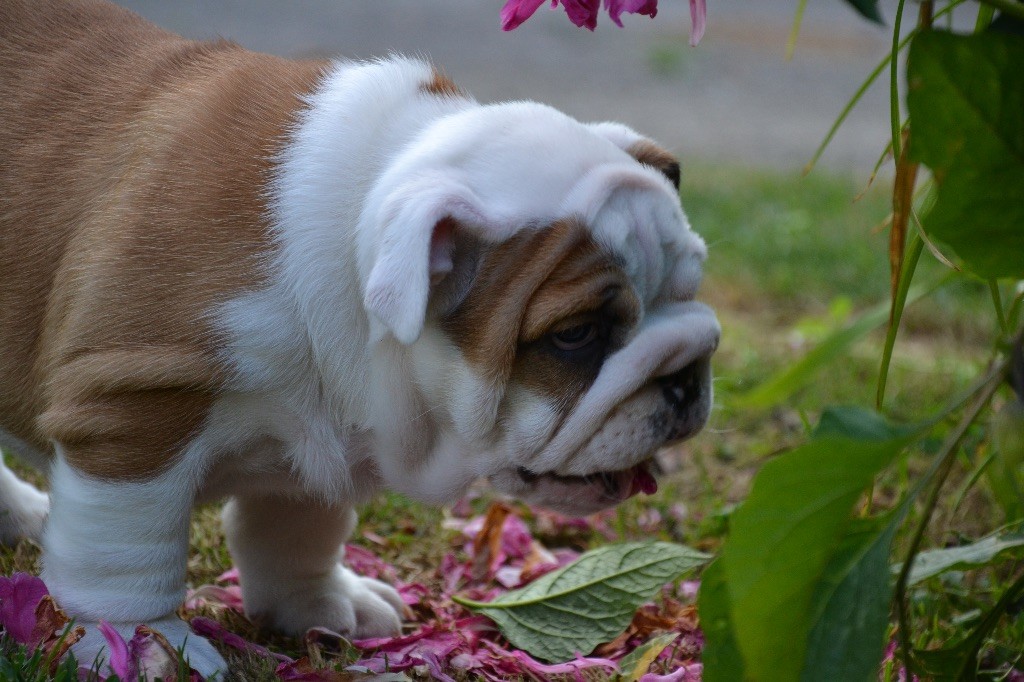 Of Pretty Master Bulldog - Chiots disponibles - Bulldog Anglais