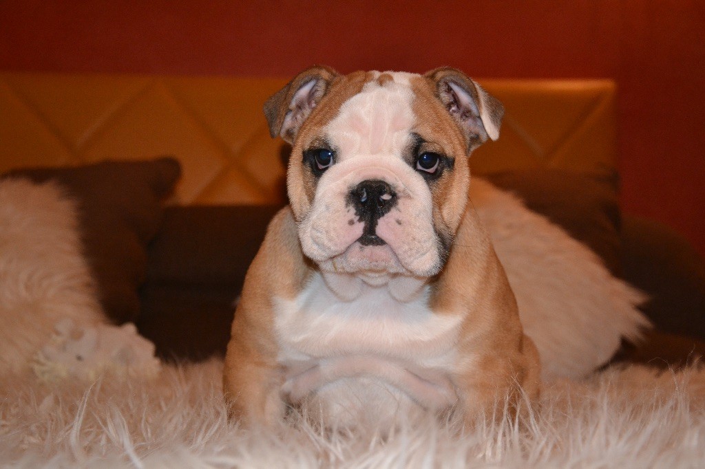 Of Pretty Master Bulldog - Bulldog Anglais - Portée née le 28/10/2019